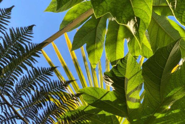 Tropical plant leaves