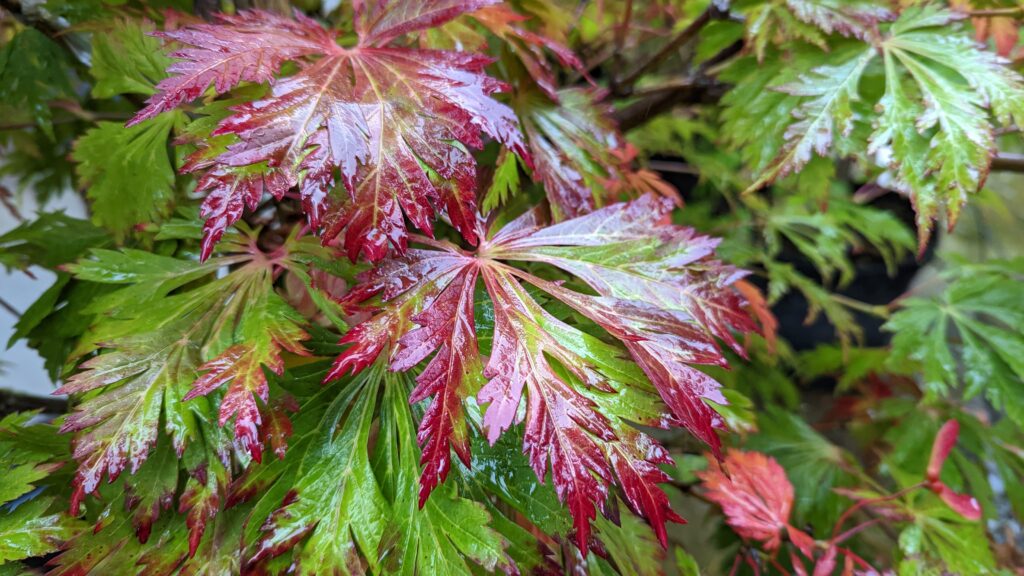 Acer aconitifolium