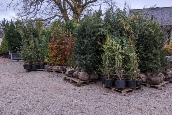 Root ball hedging