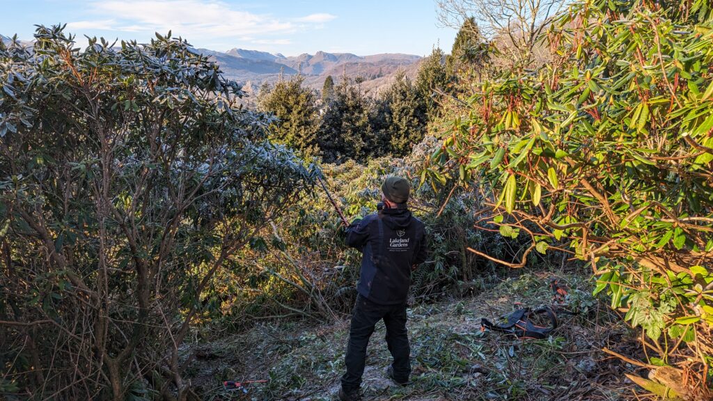 Trimming rhododendrons
