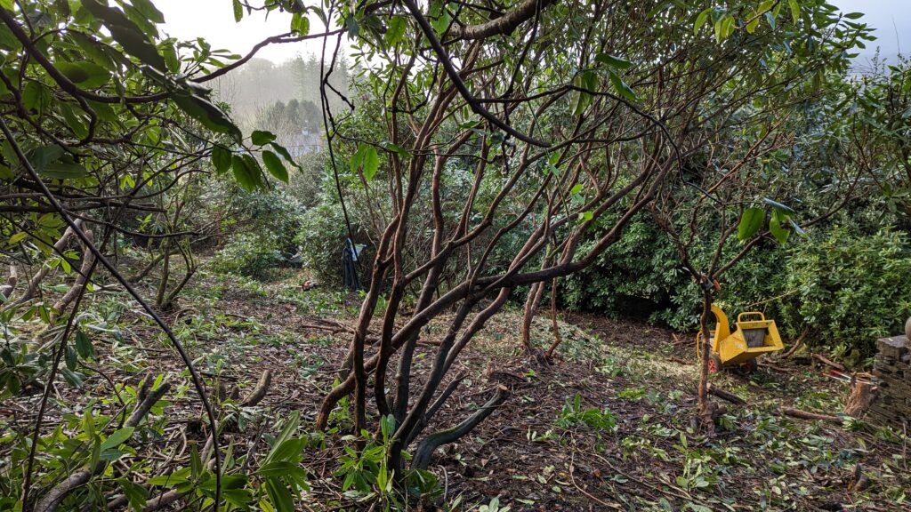 Rhododendron trunks