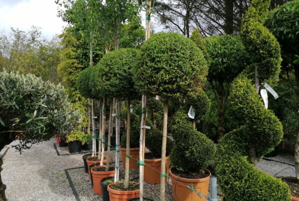 Half Standard Ligustrum balls