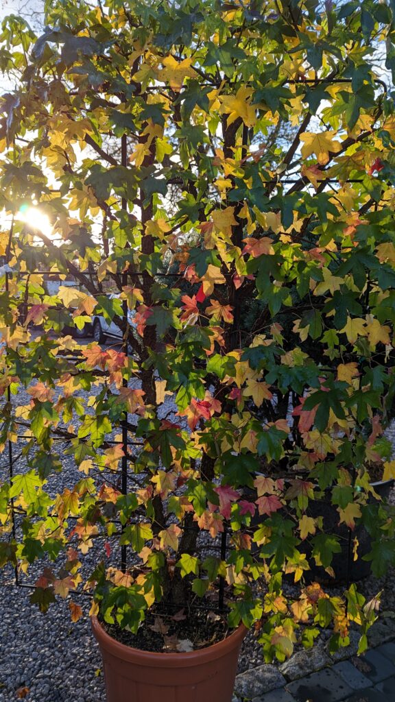 Liquidambar frame