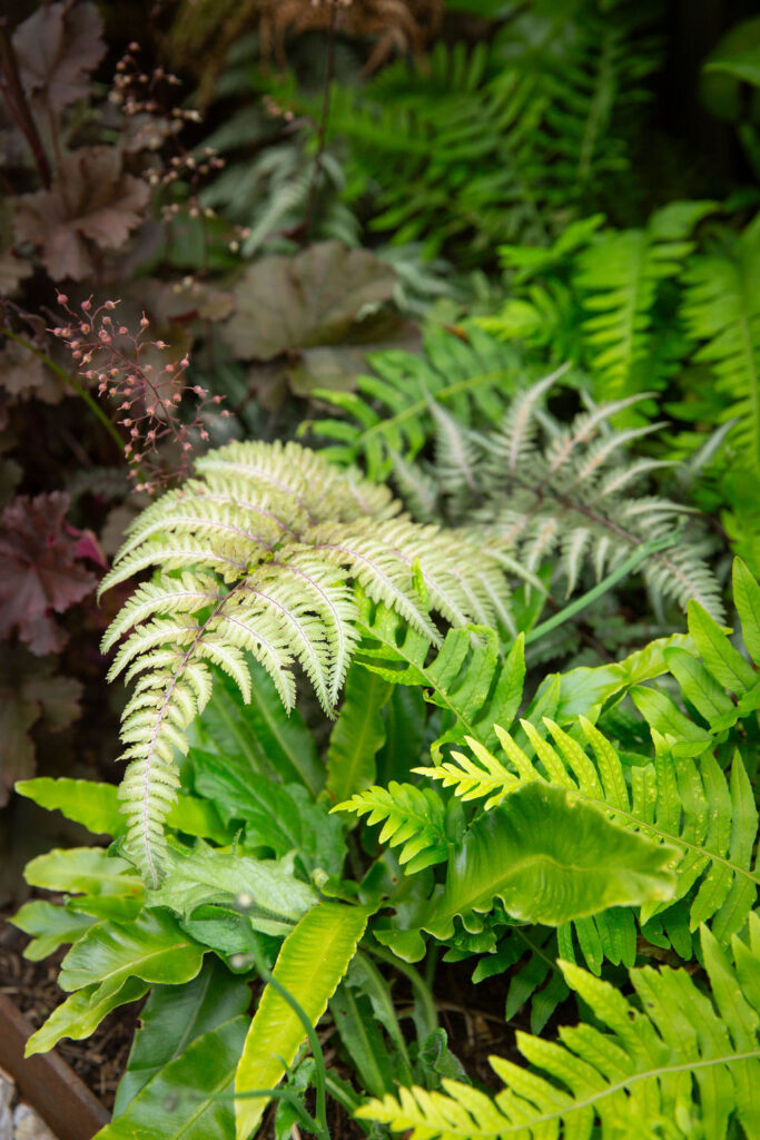 Lakeland_Gardens_Beetham_June_2024_51