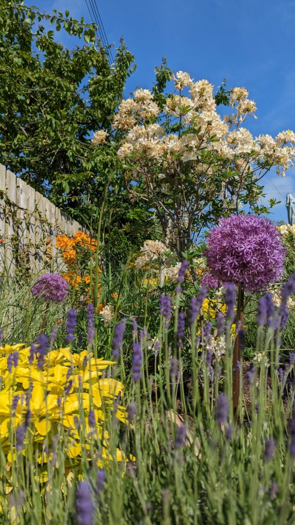 Azaleas, lavender and alliums Azaleas, lavender and alliums
