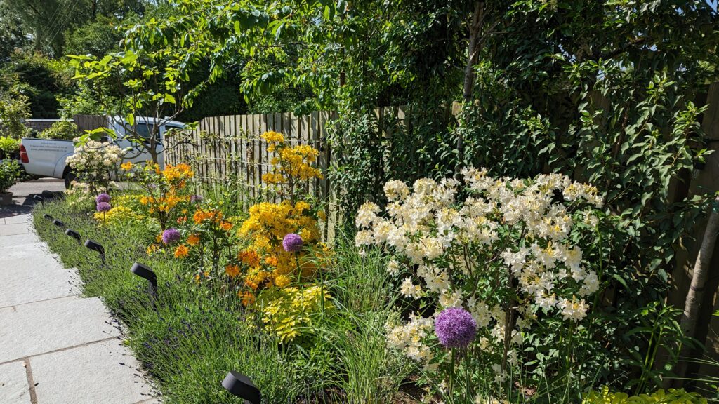 Azaleas, lavender and alliums Azaleas, lavender and alliums