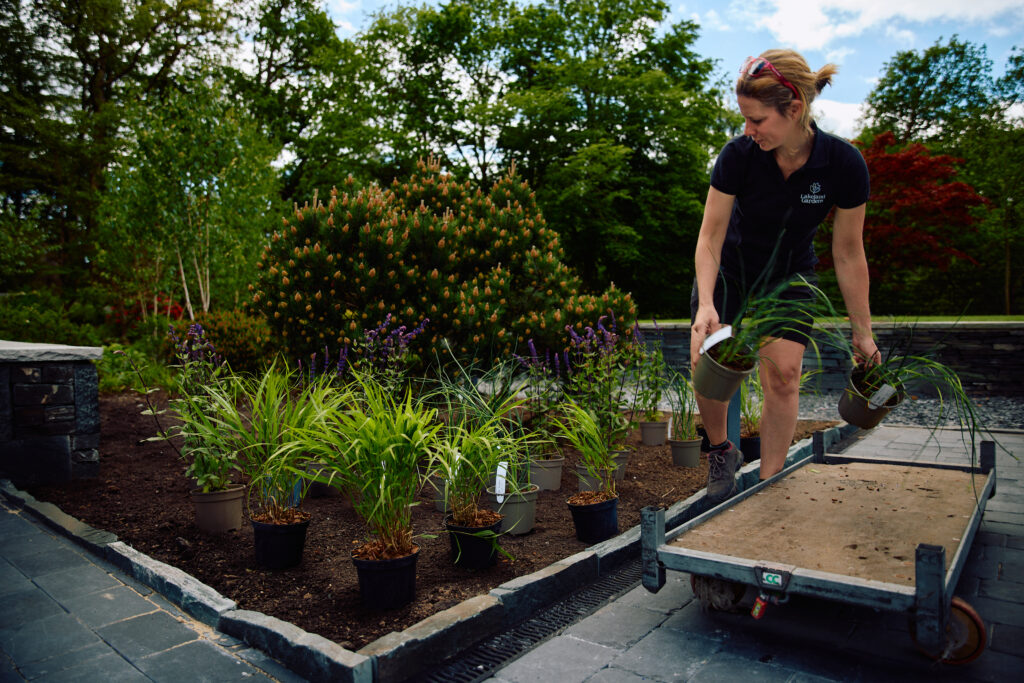 Selecting plants for the new border